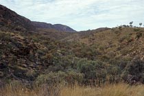 H�gel mit Spinifex-Gras