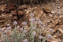 Wildblumen