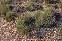 Spinifex-Gras