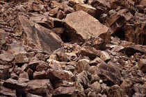 Schwarzf�ssige Felswallabies verstecken sich hier