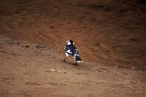 Ein Magpie auf Futtersuche