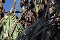 Fruchtflederm�use