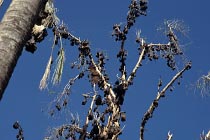 Fruchtflederm�use