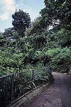 Weg auf dem Victoria Peak