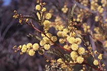 Wattle
