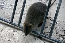 Quokka