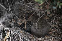 Quokkas