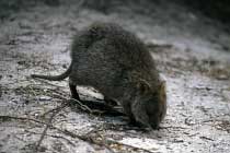 Quokka