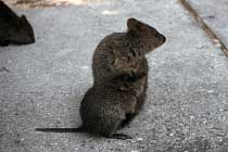 Quokkas