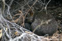 Quokkas