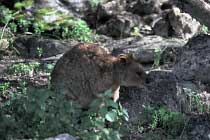 Quokka