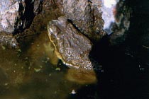 Agar Krte
