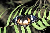 Schmetterling