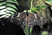 Schmetterling