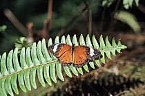 Schmetterling