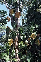 Baum