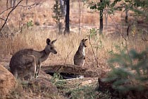 Wallaby