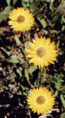 Everlastings