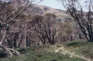 Weg durch Snow Gums