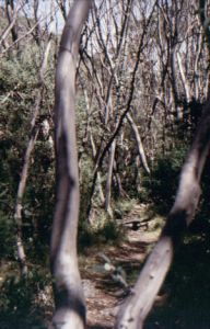 Durch Snow Gum Woodland
